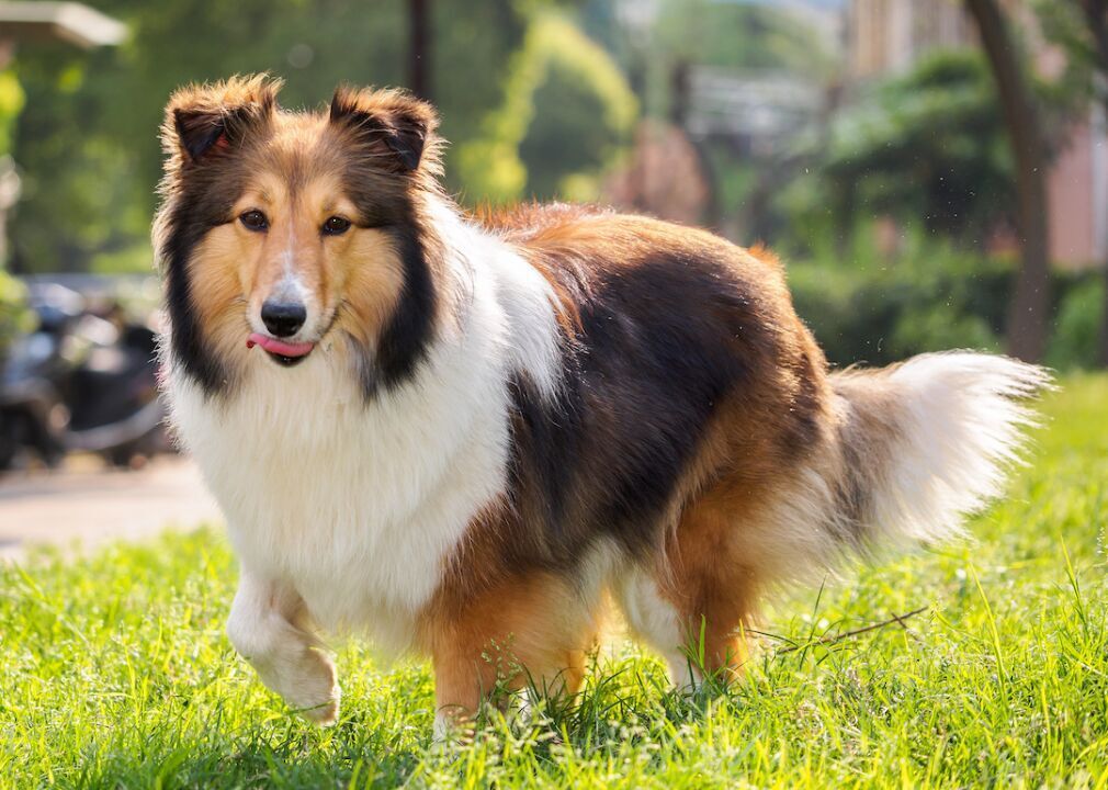 #6. Shetland sheepdog